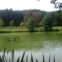 Schwarze Schwaene am Ihner Weiher